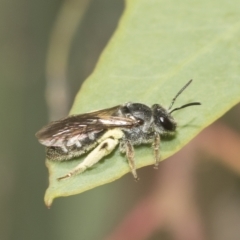 Lasioglossum (Chilalictus) sp. (genus & subgenus) (Halictid bee) at Higgins, ACT - 23 Dec 2022 by AlisonMilton