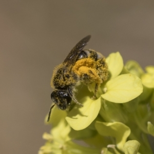 Lasioglossum (Chilalictus) sp. (genus & subgenus) at Higgins, ACT - 23 Dec 2022