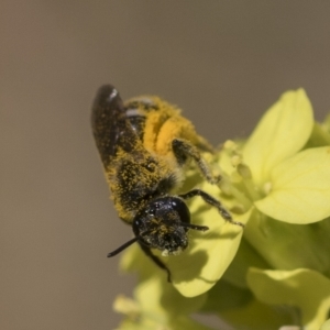 Lasioglossum (Chilalictus) sp. (genus & subgenus) at Higgins, ACT - 23 Dec 2022