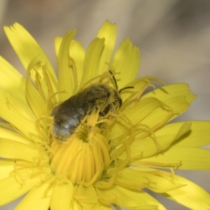 Lasioglossum (Chilalictus) sp. (genus & subgenus) at Higgins, ACT - 23 Dec 2022 11:42 AM