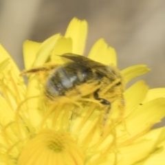 Lasioglossum (Chilalictus) sp. (genus & subgenus) at Higgins, ACT - 23 Dec 2022 11:42 AM