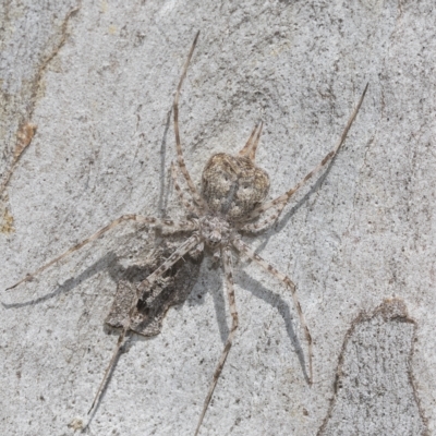 Tamopsis sp. (genus) (Two-tailed spider) at Higgins, ACT - 23 Dec 2022 by AlisonMilton