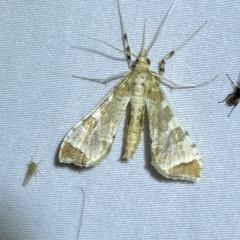 Sceliodes cordalis at Jerrabomberra, NSW - suppressed