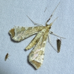 Sceliodes cordalis at Jerrabomberra, NSW - 19 Mar 2023