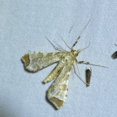 Sceliodes cordalis at Jerrabomberra, NSW - suppressed