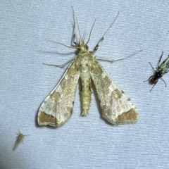 Sceliodes cordalis at Jerrabomberra, NSW - 19 Mar 2023