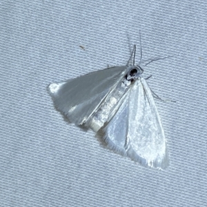 Scirpophaga (genus) at suppressed - 19 Mar 2023