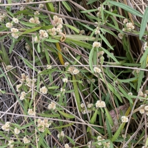 Alternanthera denticulata at Molonglo Valley, ACT - 20 Mar 2023