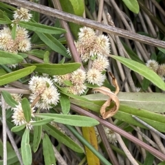 Alternanthera denticulata at Molonglo Valley, ACT - 20 Mar 2023