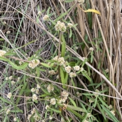 Alternanthera denticulata at Molonglo Valley, ACT - 20 Mar 2023