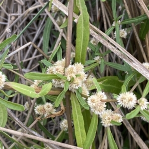 Alternanthera denticulata at Molonglo Valley, ACT - 20 Mar 2023