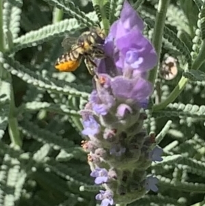 Megachile (Eutricharaea) serricauda at Dulwich Hill, NSW - 18 Mar 2023