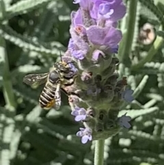 Megachile (Eutricharaea) serricauda at Dulwich Hill, NSW - 18 Mar 2023