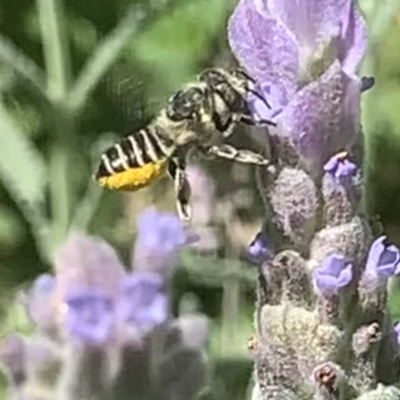 Megachile (Eutricharaea) serricauda (Leafcutter bee, Megachilid bee) at Dulwich Hill, NSW - 18 Mar 2023 by JudeWright