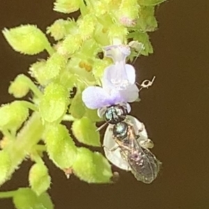 Lasioglossum (Homalictus) sphecodoides at Dulwich Hill, NSW - 18 Mar 2023