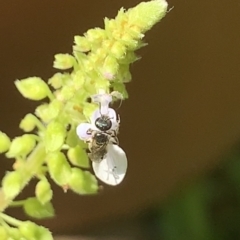 Lasioglossum (Homalictus) sphecodoides at Dulwich Hill, NSW - 18 Mar 2023