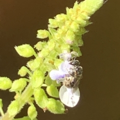 Lasioglossum (Homalictus) sphecodoides at Dulwich Hill, NSW - 18 Mar 2023