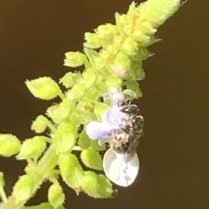 Lasioglossum (Homalictus) sphecodoides at Dulwich Hill, NSW - 18 Mar 2023