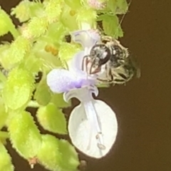 Lasioglossum (Homalictus) sphecodoides at Dulwich Hill, NSW - 18 Mar 2023