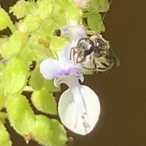 Lasioglossum (Homalictus) sphecodoides at Dulwich Hill, NSW - 18 Mar 2023