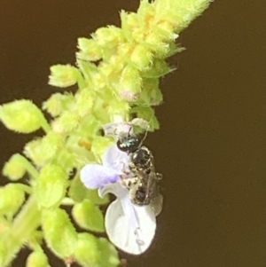 Lasioglossum (Homalictus) sphecodoides at Dulwich Hill, NSW - 18 Mar 2023