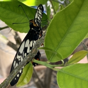 Papilio anactus at Belconnen, ACT - suppressed