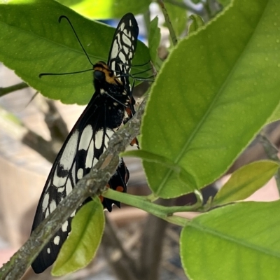 Papilio anactus (Dainty Swallowtail) at Belconnen, ACT - 12 Mar 2023 by LaurenEvaRose