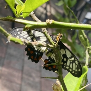 Papilio anactus at Belconnen, ACT - suppressed