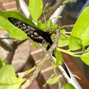 Papilio anactus at Belconnen, ACT - suppressed