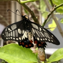 Papilio anactus at Belconnen, ACT - suppressed