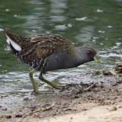 Porzana fluminea (Australian Spotted Crake) at Holt, ACT - 20 Mar 2023 by RodDeb