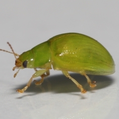 Unidentified Leaf beetle (Chrysomelidae) at Wellington Point, QLD - 19 Mar 2023 by TimL