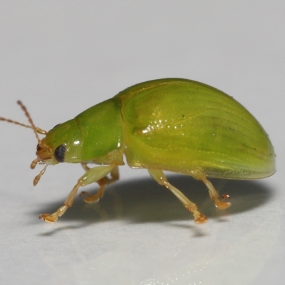 Unidentified Leaf beetle (Chrysomelidae) at Wellington Point, QLD - 19 Mar 2023 by TimL