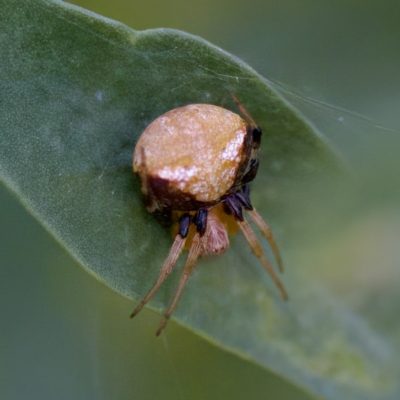 Araneus albotriangulus (White-triangle orb weaver) at Hornsby Heights, NSW - 18 Mar 2023 by KorinneM
