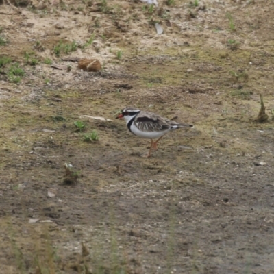 Charadrius melanops (Black-fronted Dotterel) at Strathnairn, ACT - 20 Mar 2023 by RodDeb