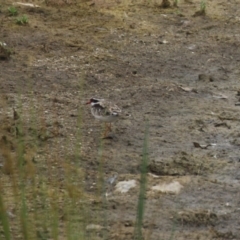 Charadrius melanops at Strathnairn, ACT - 20 Mar 2023 11:20 AM