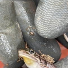 Limnodynastes tasmaniensis (Spotted Grass Frog) at Belconnen, ACT - 5 Mar 2023 by debracupitt