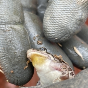 Limnodynastes tasmaniensis at Belconnen, ACT - 5 Mar 2023