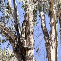 Varanus varius (Lace Monitor) at Gang Gang at Yass River - 18 Mar 2023 by SueMcIntyre