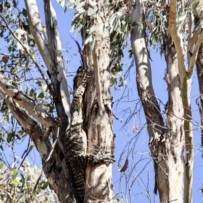 Varanus varius (Lace Monitor) at Yass River, NSW - 18 Mar 2023 by SueMcIntyre