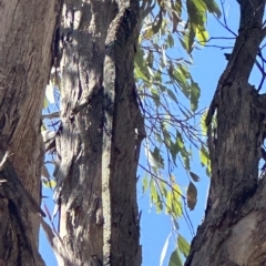 Varanus varius at Yass River, NSW - suppressed