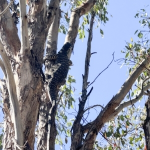 Varanus varius at Yass River, NSW - suppressed