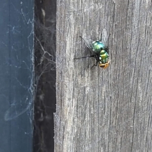 Amenia leonina group (albomaculata-leonina species group) at Jinden, NSW - 20 Mar 2023