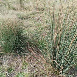 Juncus filicaulis at Jerrabomberra, ACT - 21 Mar 2023