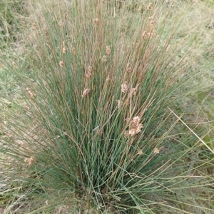 Juncus filicaulis at Jerrabomberra, ACT - 21 Mar 2023