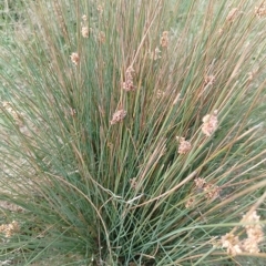 Juncus filicaulis at Jerrabomberra, ACT - 21 Mar 2023