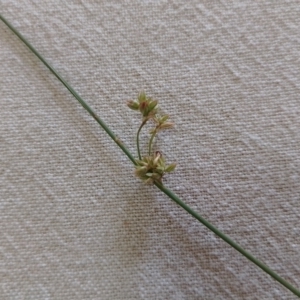 Juncus filicaulis at Jerrabomberra, ACT - 21 Mar 2023