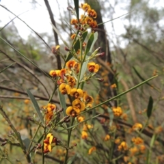 Daviesia leptophylla at Bruce, ACT - 30 Oct 2022 02:03 PM