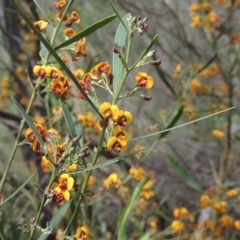 Daviesia leptophylla at Bruce, ACT - 30 Oct 2022 02:03 PM