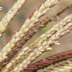 Chloris gayana at Molonglo Valley, ACT - 21 Mar 2023